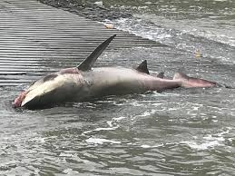 The queensland family has a fishing story to tell about the one they wish to go to hawaii on the river as part of the bullsh jump. Just Got Sent This Photo Of A Bull Shark Brisbane River Fishing Facebook