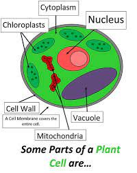 Take a look at some cell diagrams on an interactive site like cellsalive.com. Cell 5 Plant Cell Activities For Kids Plant Cell Project Ideas For Kids Fey Easy And Simple Photo Plant Cell Project Cells Project Plant Cell Activity