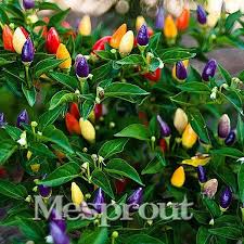 Planting banana peppers dig a hole of the same depth and twice width of the root ball of the plant. 100 Seeds Pack Color Chili Peppers Seeds Capsicum Annuum Capsicum Frutescens Balcony Vegetables Bonsai Mini Hot Pepper Seeds In 2021 Stuffed Hot Peppers Stuffed Peppers Pepper Plants