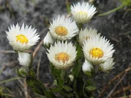 Image result for Helichrysum adenocarpum