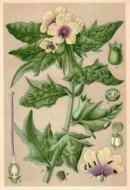1901 Black Henbane Botanical Print Hyoscyamus Niger Antique Illustration Homeopathic Medicinal Plant Vintage Lithograph Botanische Zeichnung Pflanzenzeichnung Botanische Illustration
