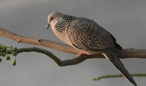 Gambar burung derkuku (streptopelia orientalis). Harga Burung Derkuku Lengkap Bakalan Gacor Dan Sepasang 2019 Hobi Burung