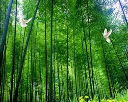 A collection of the top 41 bamboo wallpapers and backgrounds available for download for free. Wallpaper 3d Hutan Bambu Custom Wallpaper Wallpaper Modern Wallpaper