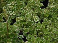 Image result for foto moud Forsterův