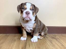 The olde english bulldogge is recognized by the achc (american canine hybrid club). Old English Bulldog Dog Male Chocolate Tri 2323640 Petland Grove City Oh
