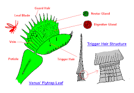 Dionaea Structure Illust Carnivorous Plant Dionaea By