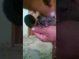 Veja mais ideias sobre colchas para bebê, costura para bebês, coisas de bebê. Cusumbo Bebe Youtube