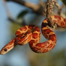 How To Care For Pet Corn Snakes