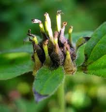 Image result for Sclerocarpus africanus