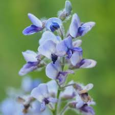 Image result for Chamaecrista parva