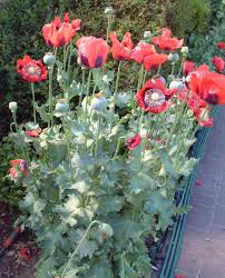 Mar 04, 2021 · to grow plants from seed, start them indoors in pots to protect them from diseases, insects, and bad weather. Poppy Grow The Ethnobotanical Garden Shroomery Message Board