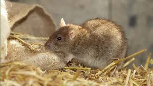 Certificate of competence in vertebrate pest control. Top 10 Ways To Control Rats On Farm Farmers Weekly