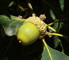 Keep the tree protected until it is at least 5 feet (1.5 m.) tall. White Oak Quercus Alba