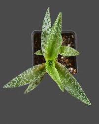 Socialis 'minor', but was renamed by john trager as miner to reflect the plant's dwarf stature and the. Ledebouria Socialis Jungle Leaves