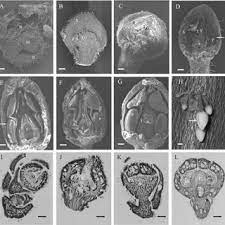 Cacao flowers appear in floral cushions on the trunk or woody branches, from buds that theobroma cacao bears small flowers in small groups on the trunks and lower main branches of the. Pdf Flower Development In Theobroma Cacao L An Assessment Of Morphological And Molecular Conservation Of Floral Development Between Arabidopsis Thaliana And Theobroma Cacao L