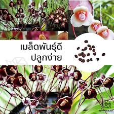 น่าสนใจ เมล็ดกล้วยไม้หน้าลิง Orchid Seed ...