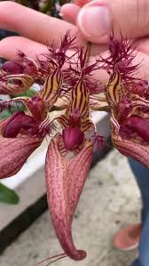Image result for Bulbophyllum cochleatum
