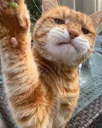 Of Acts Art On Twitter Cute Cats And Dogs Cute Cats Cute Funny Animals