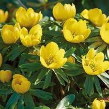 50 Count Eranthis Winter Aconite Bulbs Lowes Com Spring Flowering Bulbs Bulb Flowers Flower Pot Design
