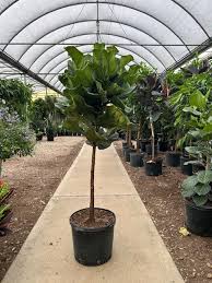 Image result for Ficus lyrata