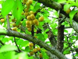 Image result for Canthium inerme