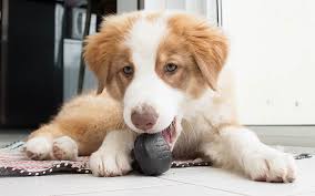 A few corgi mystery mixes. Hd Wallpaper Brownish White Saint Bernard Puppy Mix Australian Shepherd Aussie Wallpaper Flare