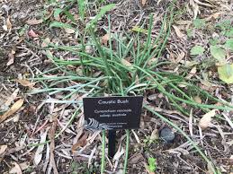 Image result for Cynanchum viminale