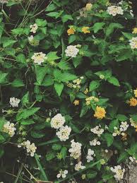 Image result for Lantana camara