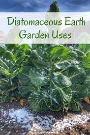 Learn How To Use Diatomaceous Earth In The Garden It Is A Great Natural Pest Control Audreyslittlefarm Garden Pest Control Garden Pests Diatomaceous Earth