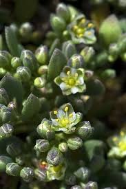 Image result for Polycarpon