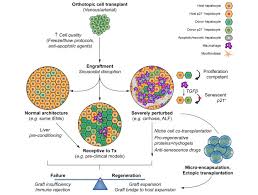 Rj on hk jumat prediksi hkg j; Cell Therapy For Advanced Liver Diseases Repair Or Rebuild Journal Of Hepatology