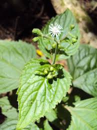Image result for Adenostemma afrum