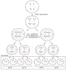 Recombination frequency is a number that describes the proportion of recombinant offspring produced in a genetic cross between two organisms. Genetic Linkage Mapping Article Khan Academy