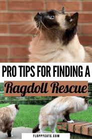 Scottish fold and straight, british shorthair, maine coon, exotic shorthair, persian, devon rex, bengals, sphinx, bambino, and abyssinian. Ragdoll Cat Rescue Find A Ragdoll Cat Rescue For Ragdoll Cat Adoption