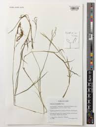 Image result for Panicum pectinellum