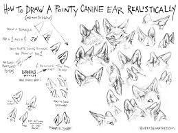 How To Draw Canine Ears Tutorial 1 By Kenket On Deviantart Canine Drawing Animal Drawings How To Draw Ears