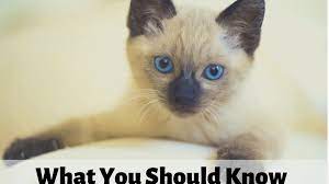 Male blue point and female chocolate point. Siamese Cats What You Should Know Before Getting One Pethelpful
