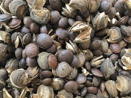 Image result for Plukenetia