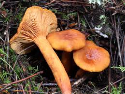 Image result for Lactarius mutabilis