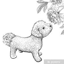 Fotobehang Bishon Hond Schattige Puppy Snuiven Pioenroos Bloem Zwart En Wit Hand Tekenen Pixers We Leven Om Te Veranderen