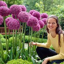 The flowers can grow as big as a soccer planting giant alliums: Globemaster Allium Bulbs Globemaster Ornamental Onion High Country Gardens