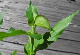 Image result for Commelina latifolia
