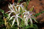 Image result for Crinum buphanoides