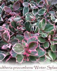 Its snowy white and green leaves flush prettily pink in winter and are accompanied by bright red berries. Winter Splash Wintergreen Gaultheria Procumbens Winter Splash Singing Tree Gardens Nursery