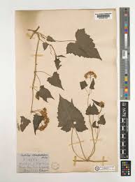 Image result for Mikania chenopodiifolia