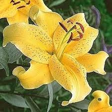 Pin On Lilies