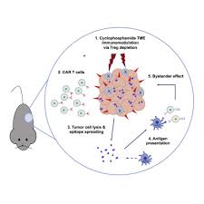 Check spelling or type a new query. Analysis And Augmentation Of The Immunologic Bystander Effects Of Car T Cell Therapy In A Syngeneic Mouse Cancer Model Molecular Therapy Oncolytics