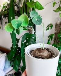 Image result for Cyphia erecta