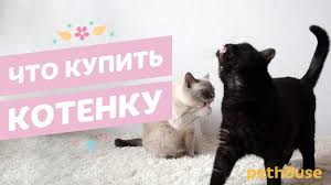 Chto Kupit Kotenku Sovety Vladelcam Youtube