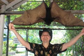 With thousands more domesticated and wild animal lists planned, our goal is to become the most comprehensive and thoroughly researched animal resource on the planet. Largest Bat In The World In The Philippines Wow Amazing